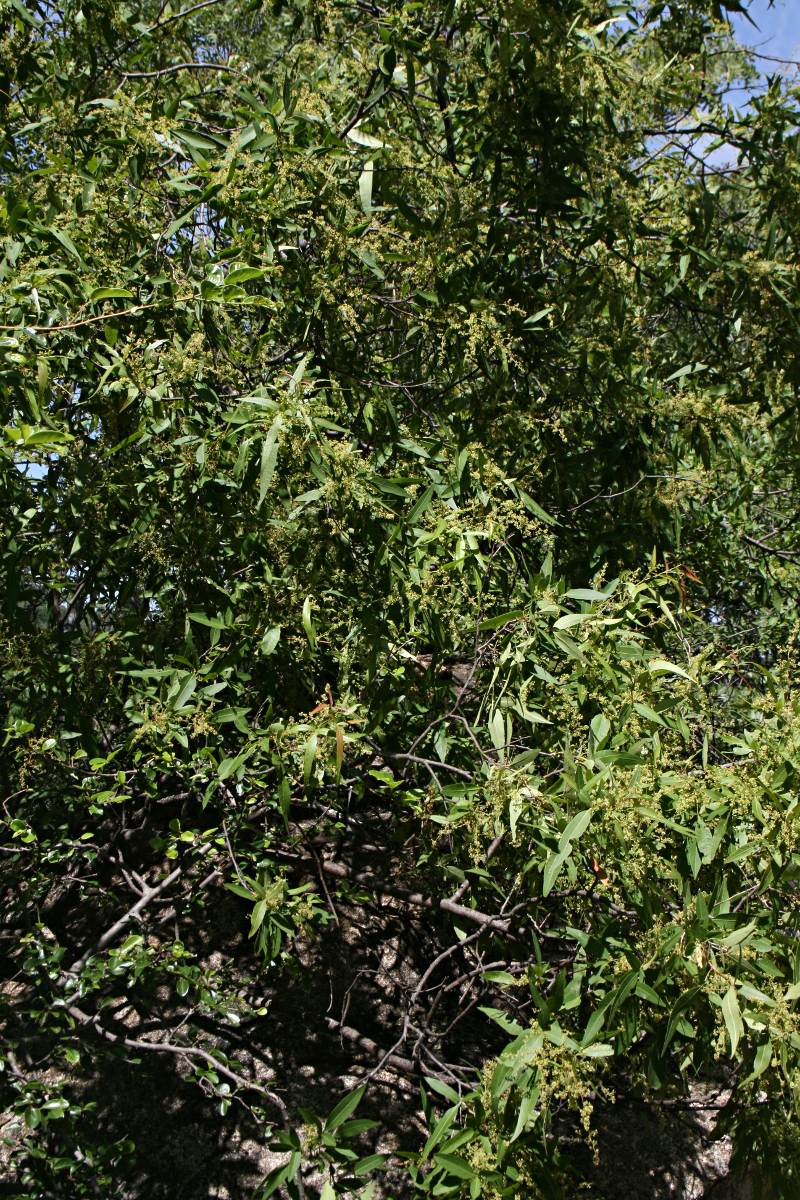 Searsia leptodictya