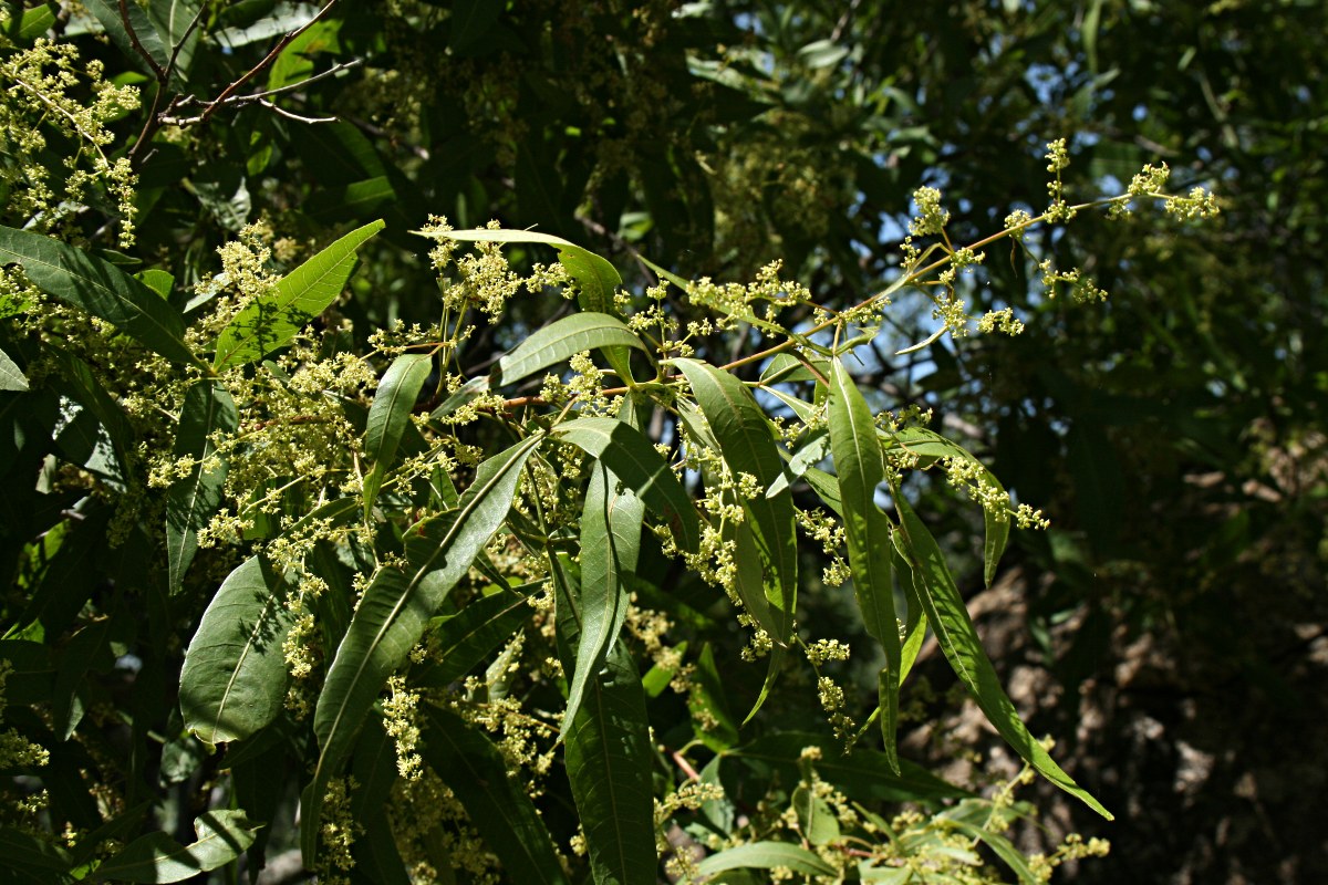 Searsia leptodictya