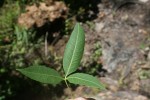 Searsia leptodictya