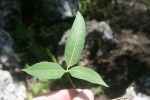 Searsia leptodictya
