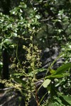 Searsia leptodictya