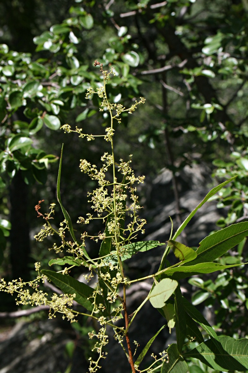 Searsia leptodictya
