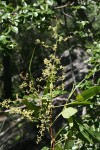 Searsia leptodictya