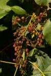 Searsia longipes var. longipes