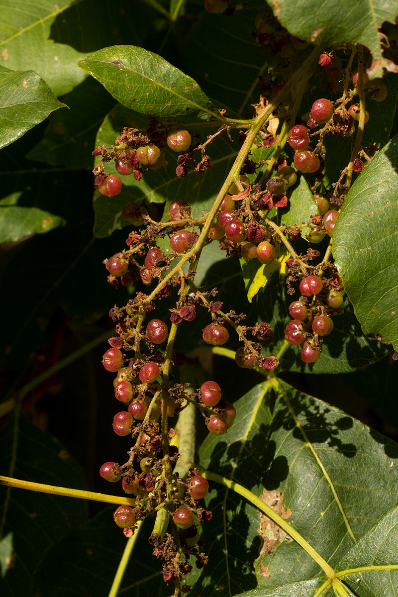 Searsia longipes var. longipes