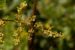 Searsia longipes var. longipes