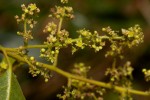 Searsia longipes var. longipes