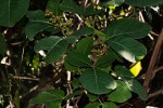 Searsia longipes var. longipes