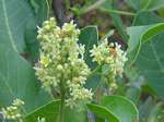 Searsia longipes var. longipes