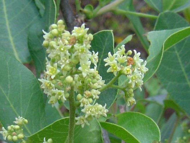 Searsia longipes var. longipes