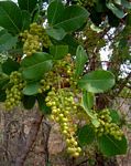 Searsia longipes var. longipes