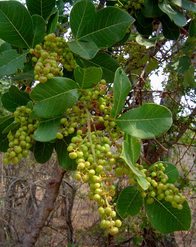 Searsia longipes var. longipes