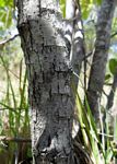 Searsia longipes var. longipes