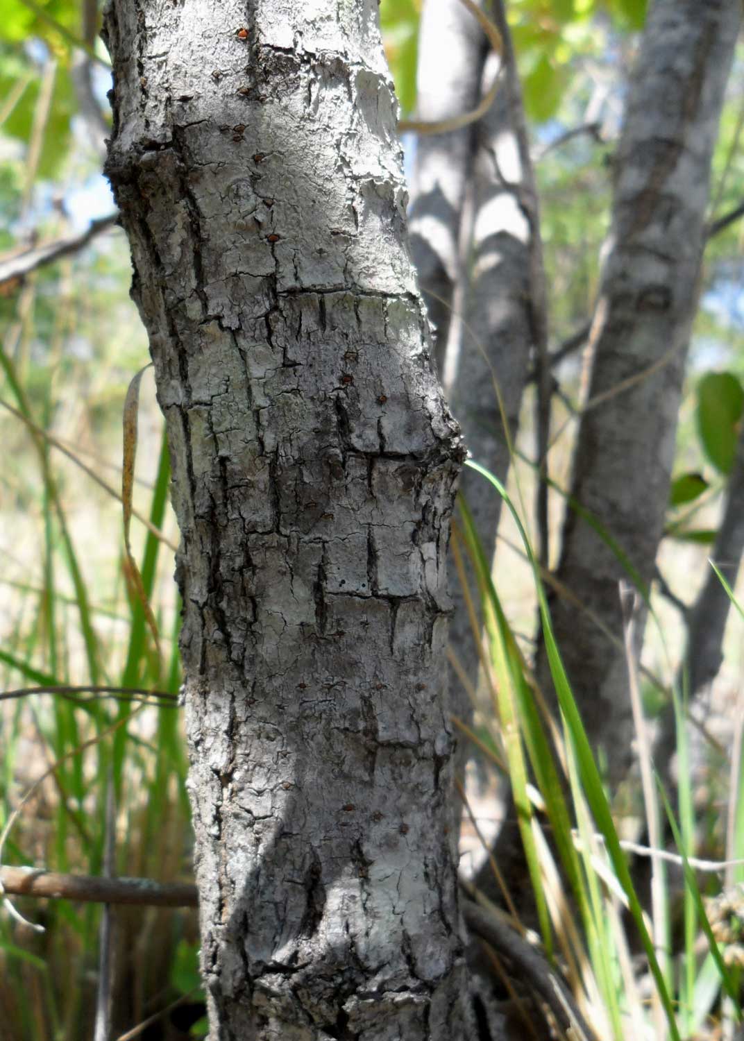 Searsia longipes var. longipes