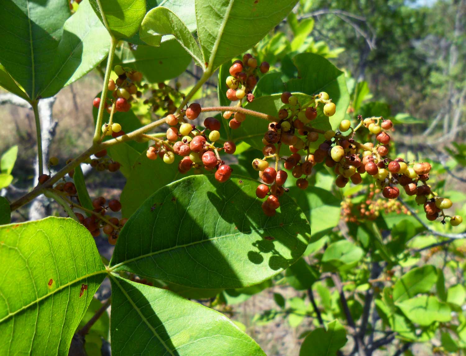 Searsia longipes var. longipes
