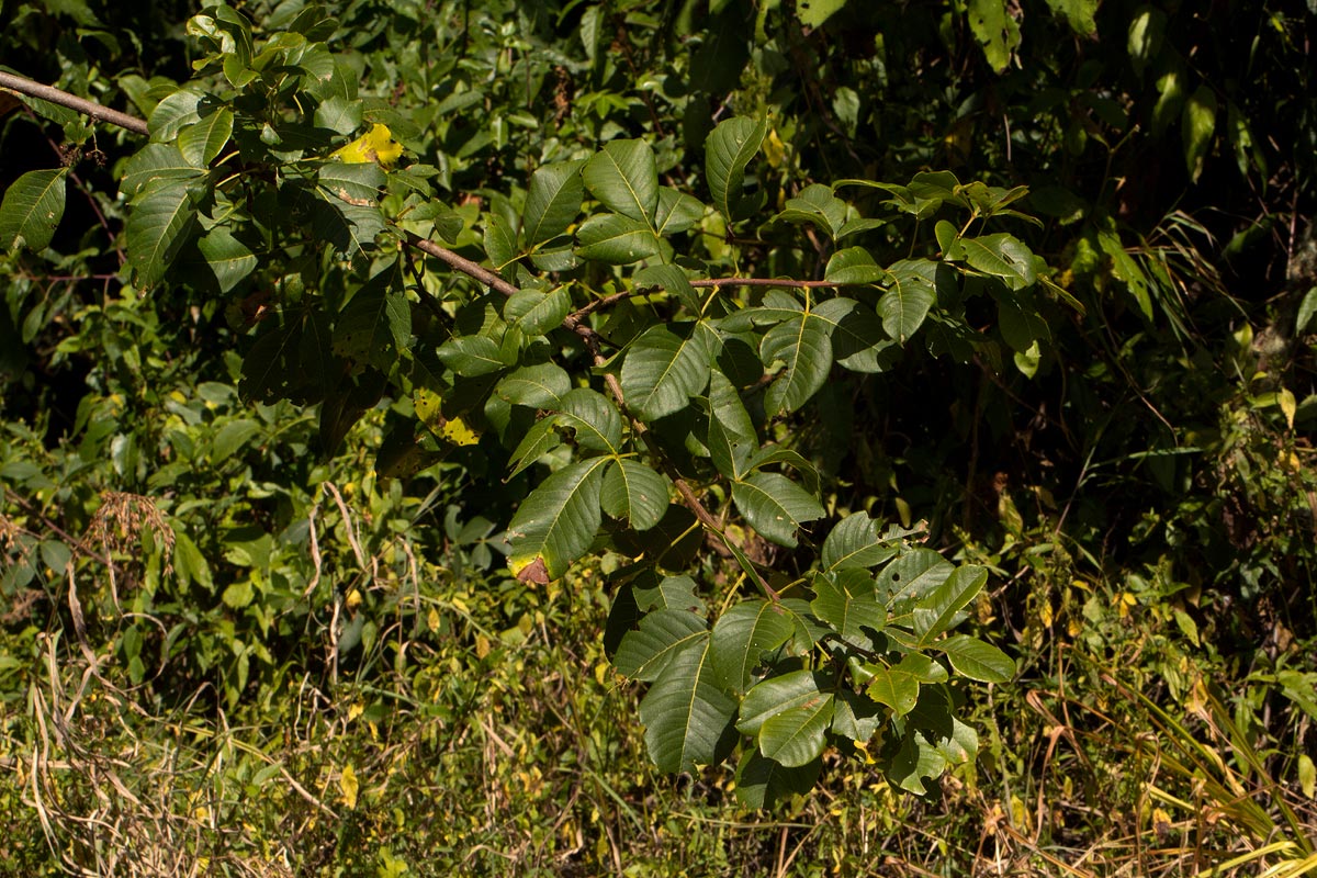 Searsia longipes var. longipes