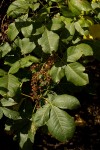 Searsia longipes var. longipes