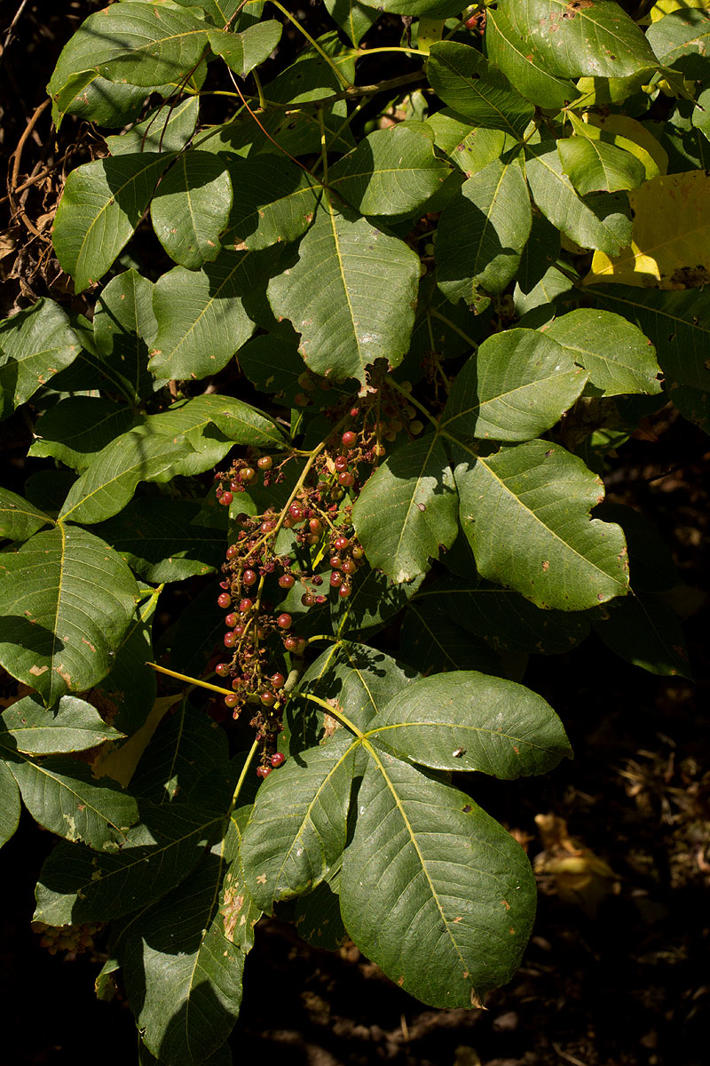 Searsia longipes var. longipes