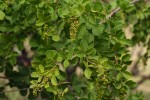 Searsia pyroides var. gracilis