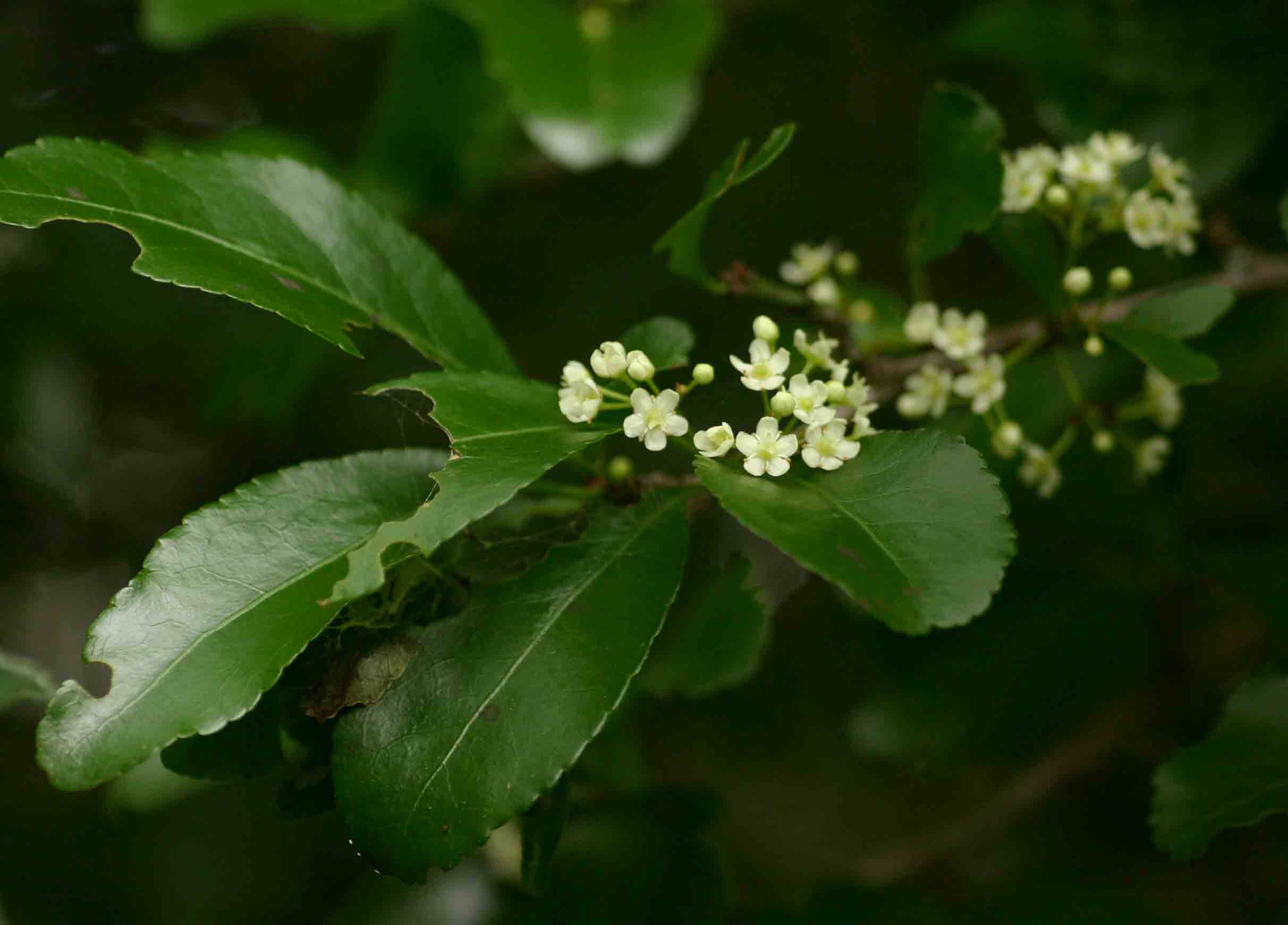 Gymnosporia harveyana subsp. harveyana