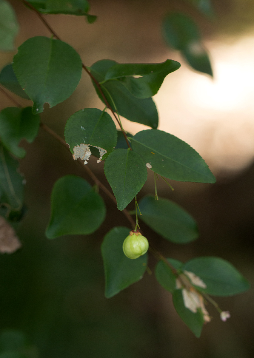 Gymnosporia mossambicensis subsp. mossambicensis