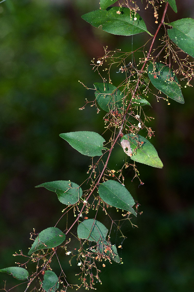 Gymnosporia mossambicensis subsp. mossambicensis