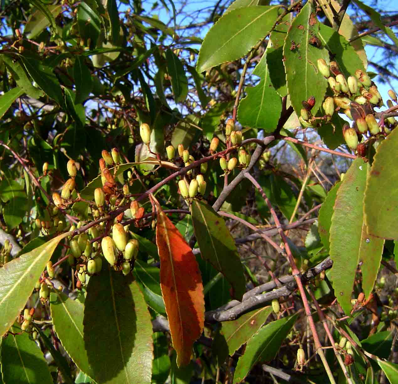 Catha edulis