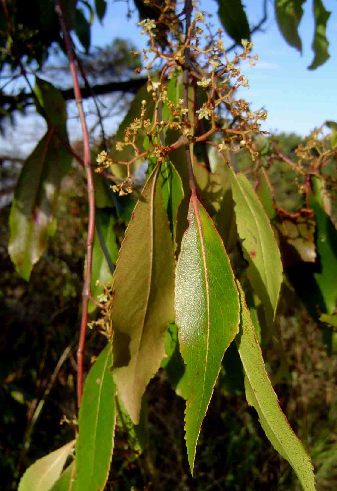 Catha edulis
