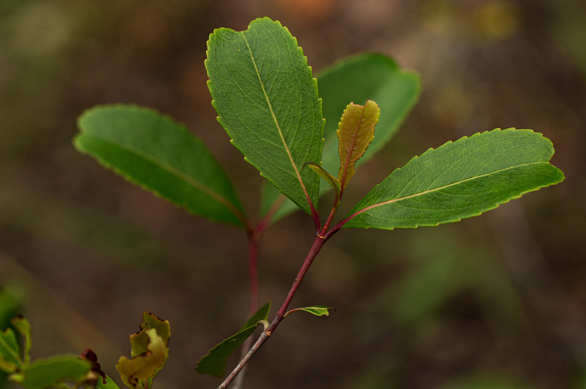 Catha edulis