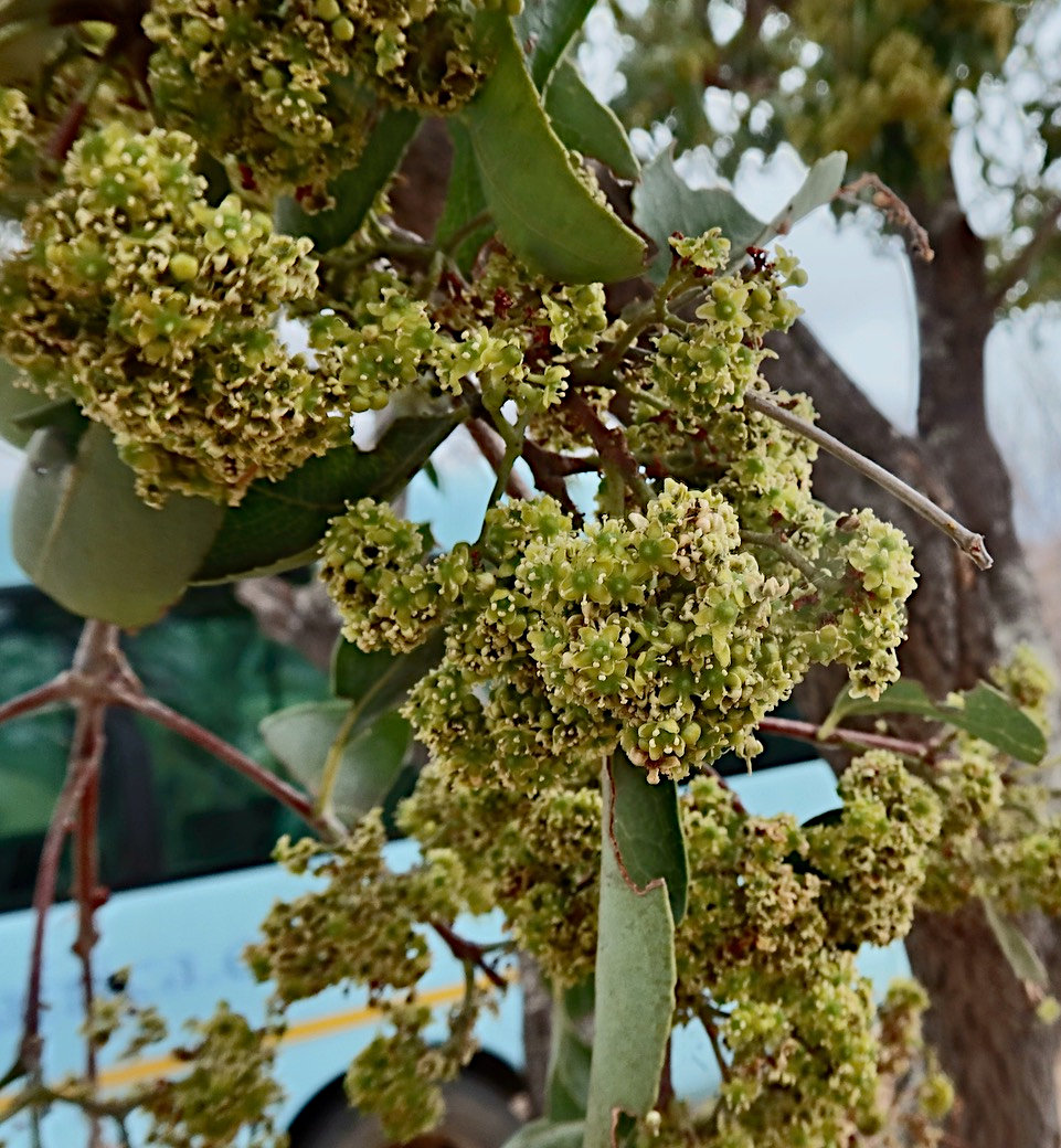 Elaeodendron matabelicum