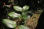 Allocassine laurifolia