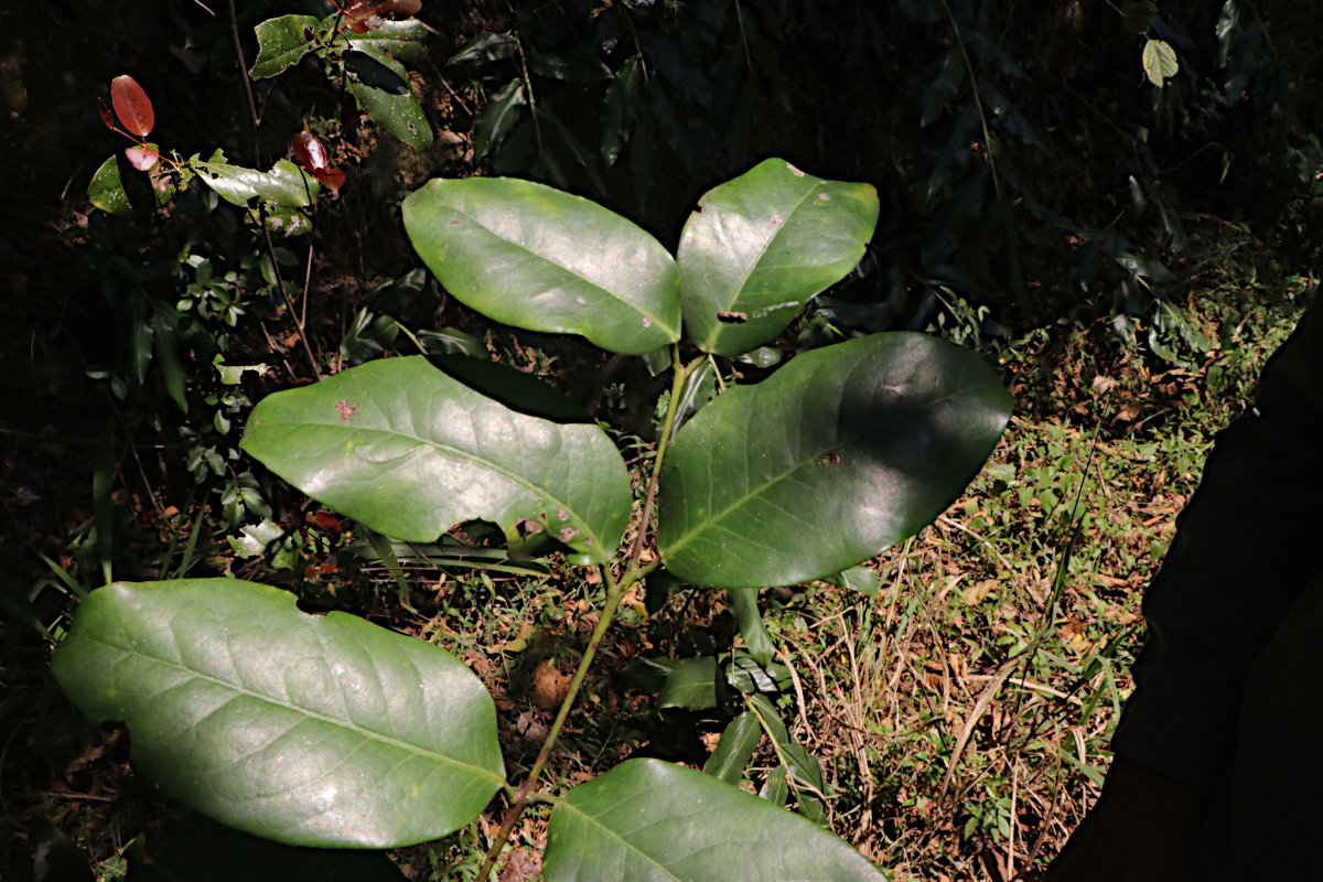 Allocassine laurifolia Allocassine laurifolia