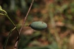 Allocassine laurifolia