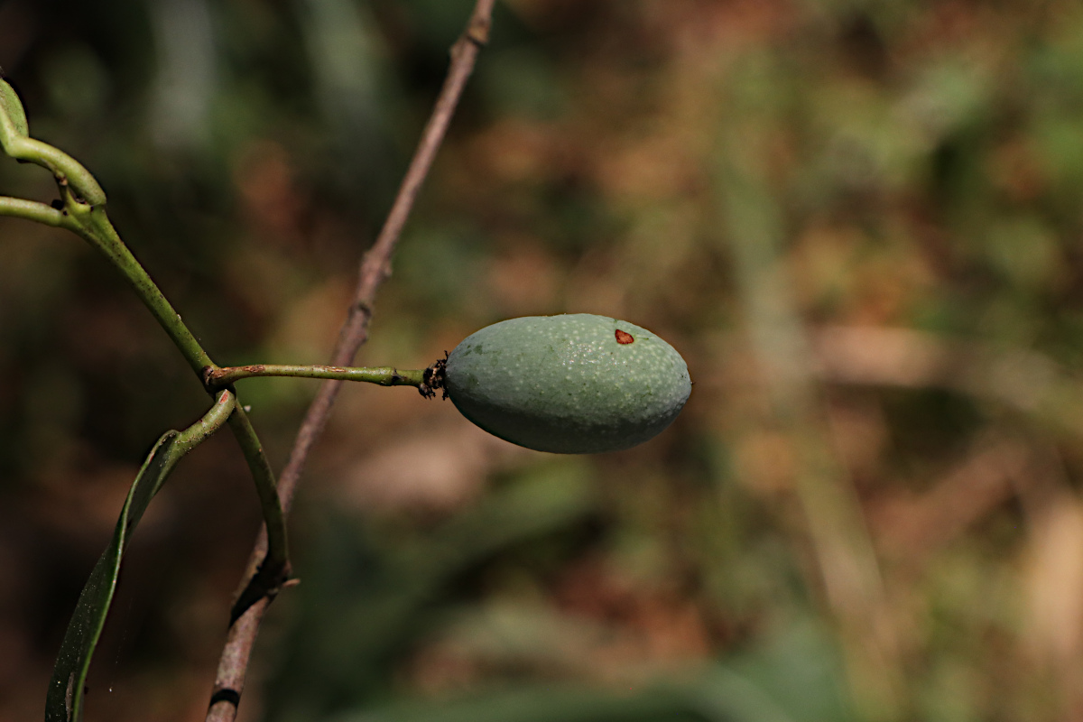 Allocassine laurifolia Allocassine laurifolia