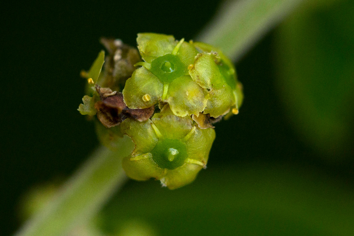 Mystroxylon aethiopicum subsp. schlechteri