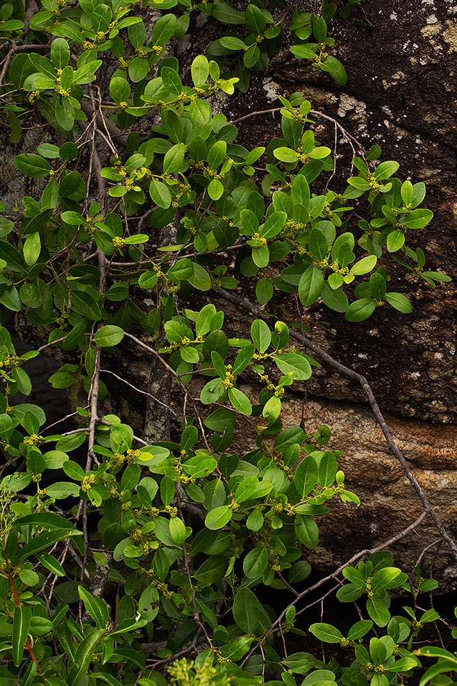 Mystroxylon aethiopicum subsp. schlechteri