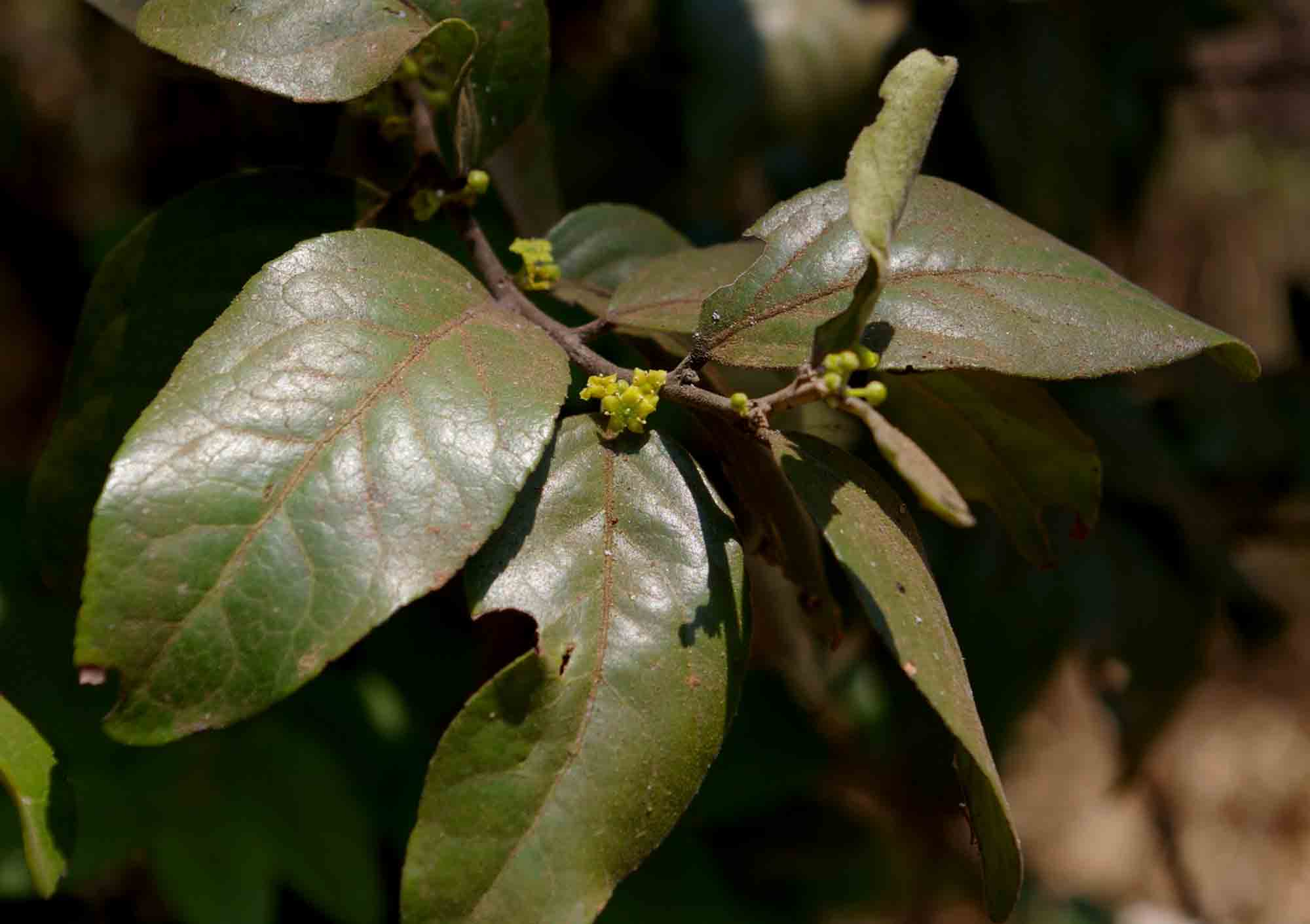 Mystroxylon aethiopicum subsp. schlechteri