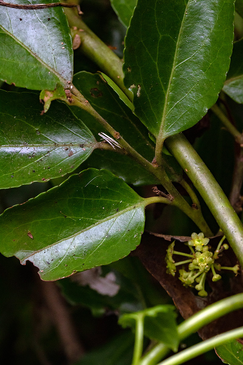 Mystroxylon aethiopicum subsp. schlechteri