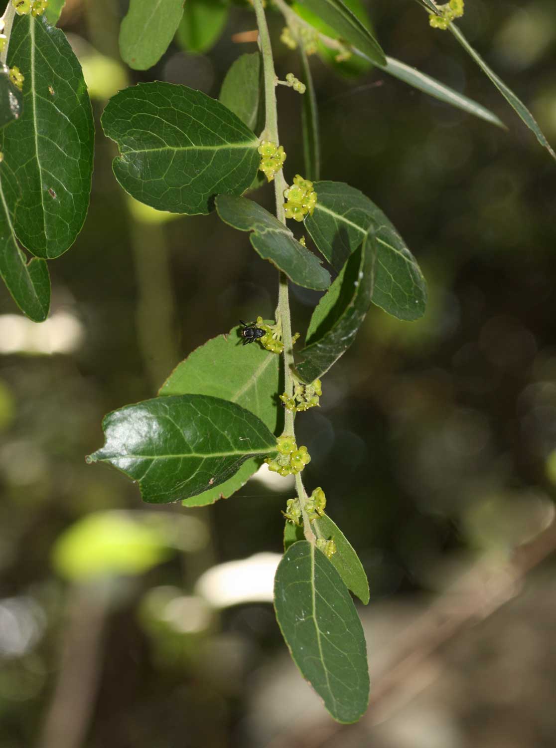 Mystroxylon aethiopicum subsp. schlechteri