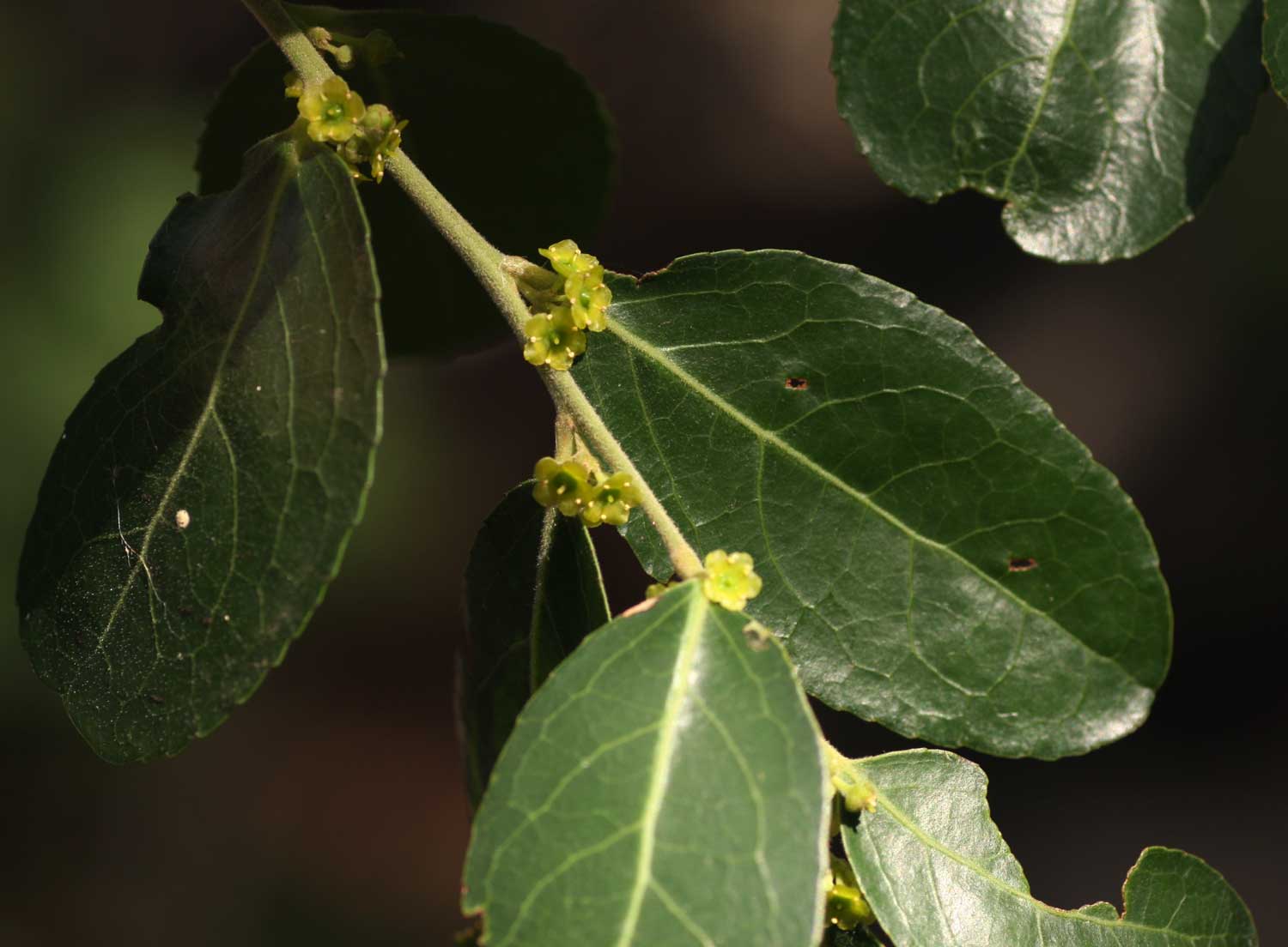 Mystroxylon aethiopicum subsp. schlechteri