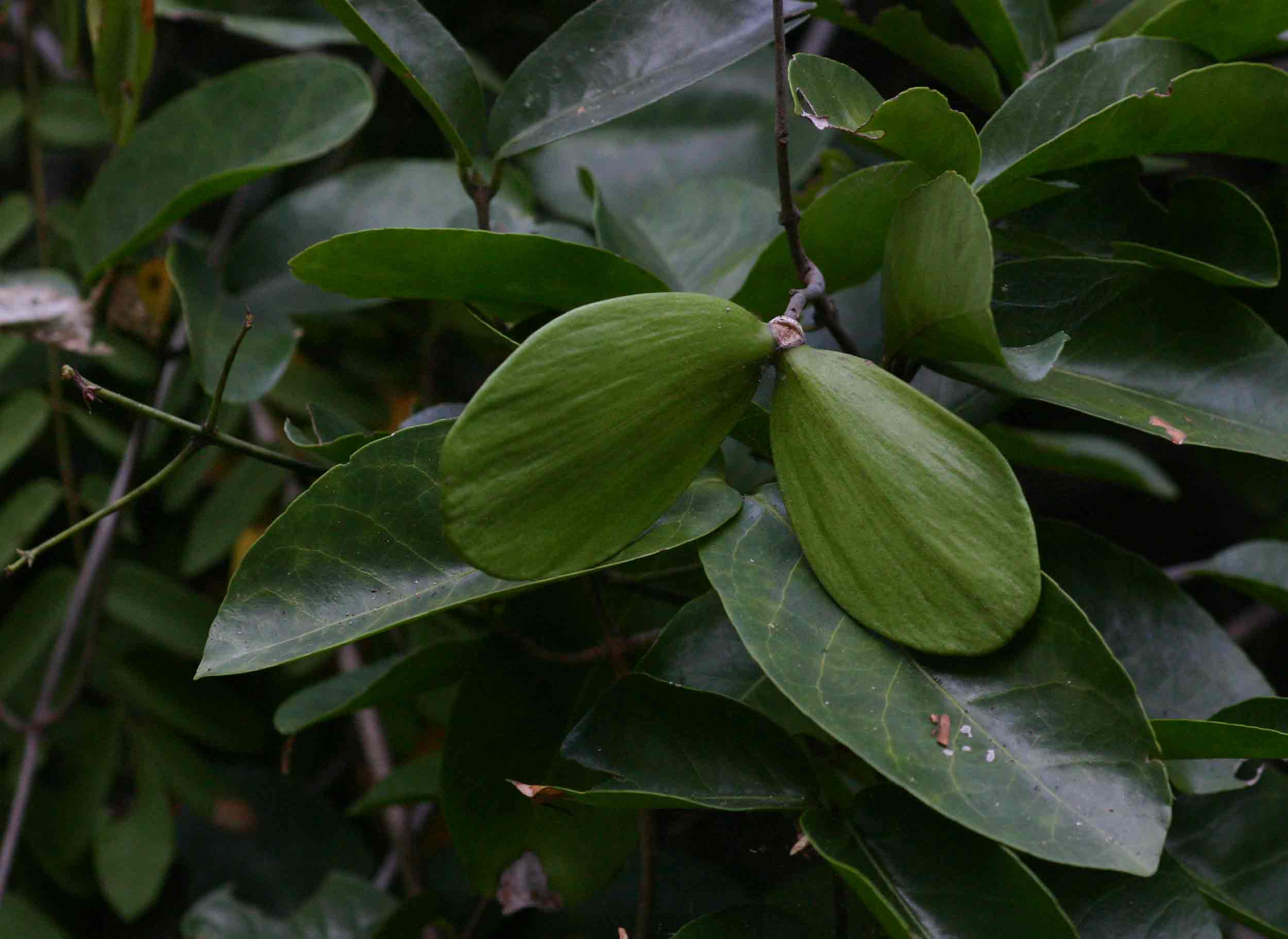 Hippocratea africana var. richardiana
