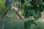 Hippocratea africana var. richardiana