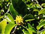 Hippocratea crenata