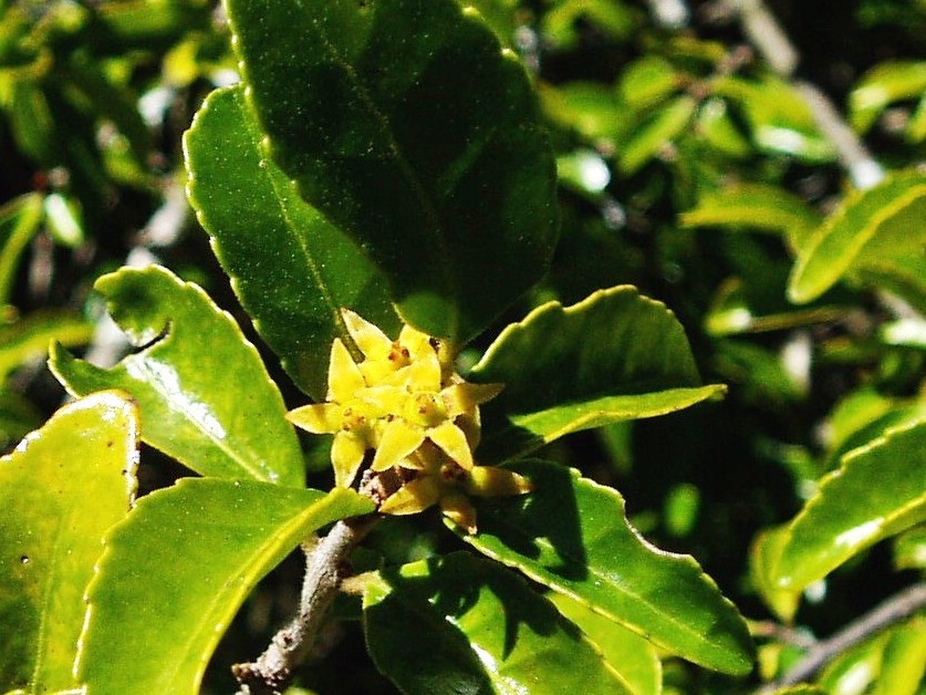 Hippocratea crenata