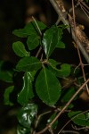 Hippocratea crenata