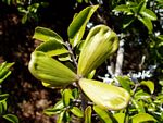 Hippocratea crenata