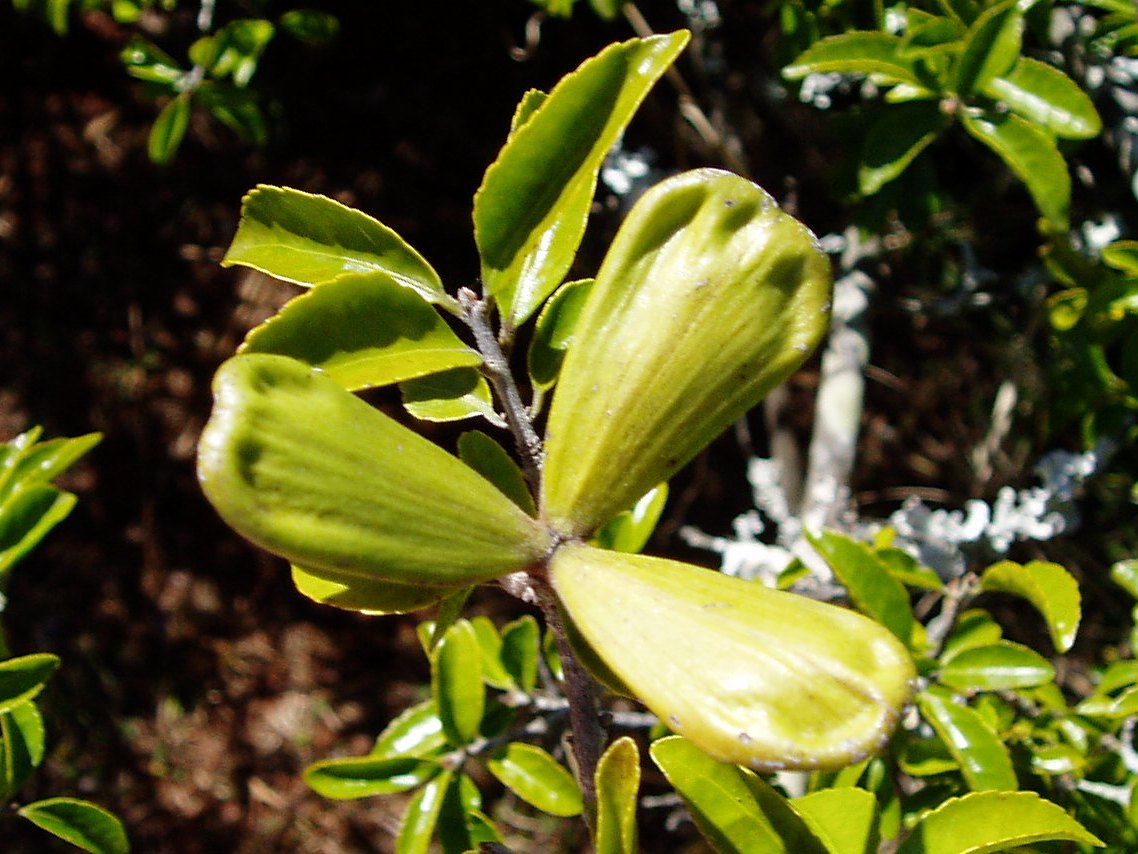 Hippocratea crenata