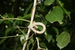 Hippocratea goetzei