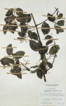 Hippocratea goetzei