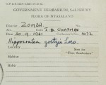 Hippocratea goetzei